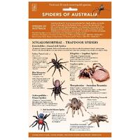 Spiders of Australia: Fold-out Id Chart Covering More Than 50 Key Spider Species and Families