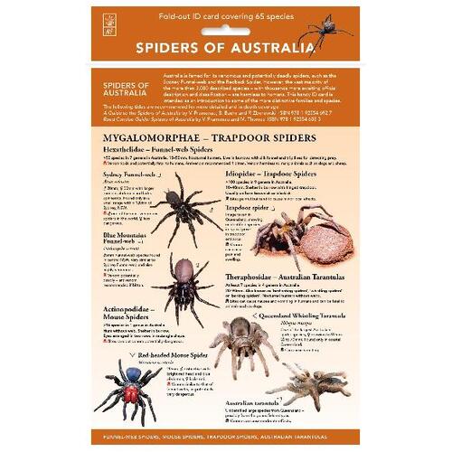 Spiders of Australia: Fold-out Id Chart Covering More Than 50 Key Spider Species and Families